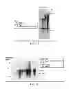 Fig. 16 - Pathogen resistant citrus compositions, organisms, systems, and methods