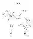 Fig. 12 - METHOD AND APPARATUS FOR HORSE BLANKET