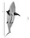Fig. 02 - Aquatic vehicle