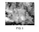 Fig. 02 - TOBACCO POWDER SUPPORTED CATALYST PARTICLES