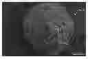 Fig. 01 - Porous Proppants