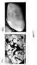 Fig. 26 - COMPOSITIONS AND METHODS FOR OIL SPILL REMEDIATION
