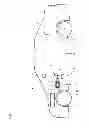 Fig. 02 - Hydraulic brake system