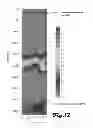 Fig. 13 - System and method for deep detection of petroleum and hydrocarbon deposits