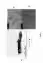 Fig. 04 - GRAPHENE OXIDE DEOXYGENATION