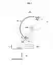 Fig. 02 - Apparatus and method for measuring medical information providing three-dimensional stereoscopic image