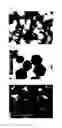 Fig. 02 - Method for production of zinc oxide particles