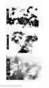 Fig. 06 - Method for production of zinc oxide particles