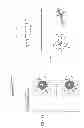 Fig. 41 - Melanocortin 1 receptor ligands and methods of use