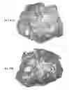 Fig. 53 - Melanocortin 1 receptor ligands and methods of use