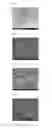 Fig. 02 - Tape-type fluorine preparation using biodegradable polymer and method of preparing the same