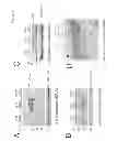 Fig. 06 - Method of treating lysosomal storage diseases