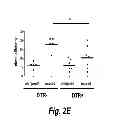 Fig. 06 - UNIQUE POPULATION OF REGULATORY T CELLS THAT REGULATE TISSUE REGENERATION AND WOUND HEALING