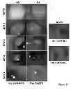 Fig. 02 - Methods for treatment of inflammatory and infectious viral diseases