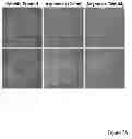 Fig. 09 - Methods for treatment of inflammatory and infectious viral diseases