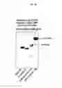 Fig. 07 - Glycopegylated factor IX