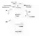 Fig. 09 - METHOD FOR ENHANCING THE CLEAVAGE ACTIVITY OF I-CREI DERIVED MEGANUCLEASES