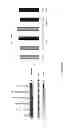 Fig. 26 - NOVEL ANTI-CMET ANTIBODY