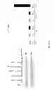 Fig. 33 - NOVEL ANTI-CMET ANTIBODY