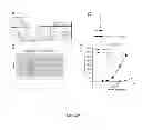 Fig. 37 - NOVEL ANTI-CMET ANTIBODY
