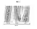 Fig. 02 - Anti-ceramide monoclonal antibody 2A2