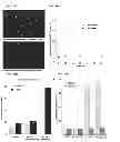 Fig. 20 - Anti-ceramide monoclonal antibody 2A2