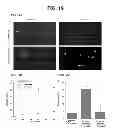 Fig. 23 - Anti-ceramide monoclonal antibody 2A2