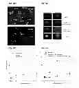 Fig. 24 - Anti-ceramide monoclonal antibody 2A2
