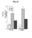 Fig. 30 - Anti-ceramide monoclonal antibody 2A2