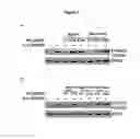 Fig. 02 - Antibodies to interleukin-6