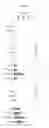Fig. 04 - AGONISTIC ANTIBODY TO CD27