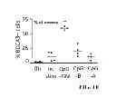 Fig. 14 - Allogeneic autophagosome-enriched composition for the treatment of disease