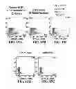 Fig. 23 - Allogeneic autophagosome-enriched composition for the treatment of disease