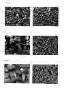 Fig. 03 - Freeze-dried aripiprazole formulation