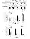Fig. 04 - METHODS OF DETERMINING WHETHER THE WNT SIGNALING PATHWAY IS UPREGULATED IN A TUMOR