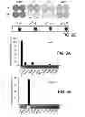 Fig. 05 - METHODS OF DETERMINING WHETHER THE WNT SIGNALING PATHWAY IS UPREGULATED IN A TUMOR