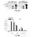 Fig. 07 - METHODS OF DETERMINING WHETHER THE WNT SIGNALING PATHWAY IS UPREGULATED IN A TUMOR