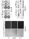 Fig. 09 - METHODS OF DETERMINING WHETHER THE WNT SIGNALING PATHWAY IS UPREGULATED IN A TUMOR