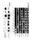 Fig. 10 - METHODS OF DETERMINING WHETHER THE WNT SIGNALING PATHWAY IS UPREGULATED IN A TUMOR