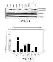 Fig. 16 - METHODS OF DETERMINING WHETHER THE WNT SIGNALING PATHWAY IS UPREGULATED IN A TUMOR
