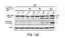 Fig. 20 - METHODS OF DETERMINING WHETHER THE WNT SIGNALING PATHWAY IS UPREGULATED IN A TUMOR
