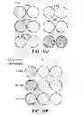 Fig. 24 - METHODS OF DETERMINING WHETHER THE WNT SIGNALING PATHWAY IS UPREGULATED IN A TUMOR