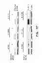 Fig. 25 - METHODS OF DETERMINING WHETHER THE WNT SIGNALING PATHWAY IS UPREGULATED IN A TUMOR