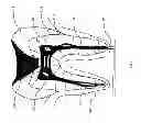 Fig. 02 - Composition and method of using medicament for endodontic irrigation, stem cell preparations and tissue regeneration