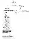 Fig. 04 - Labelled nucleotides