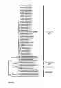 Fig. 06 - Detection of saxitoxin-producing dinoflagellates