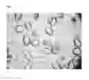 Fig. 08 - HIGH SALINITY TOLERANT MICROALGAE STRAINS, PRODUCTS DERIVED THEREFROM, AND METHODS OF PRODUCING THE SAME