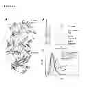 Fig. 05 - Meditopes and meditope-binding antibodies and uses thereof