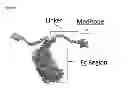 Fig. 19 - Meditopes and meditope-binding antibodies and uses thereof