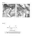 Fig. 41 - Meditopes and meditope-binding antibodies and uses thereof